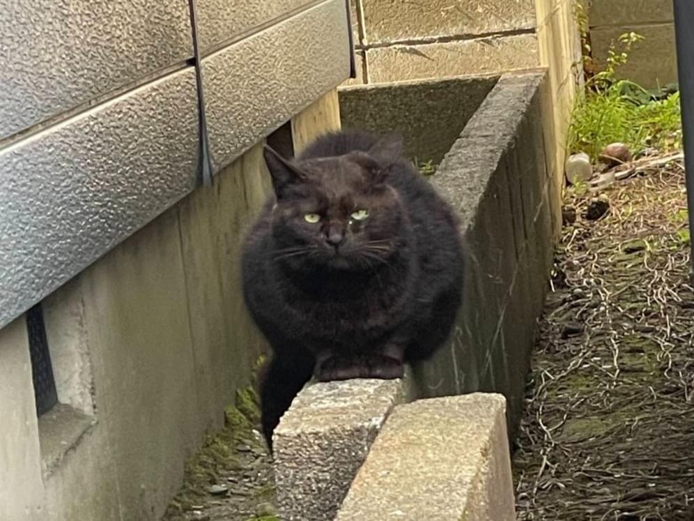 目撃された猫