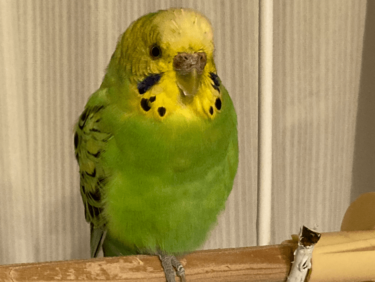きーたんちゃん きーたんちゃん