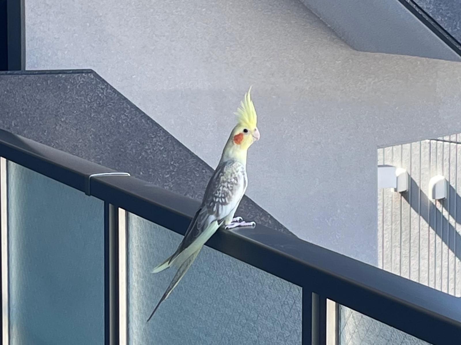 目撃された鳥 目撃された鳥