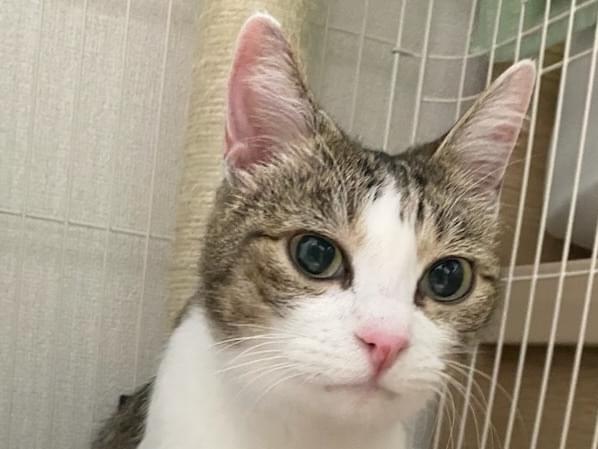 保護された猫 保護された猫
