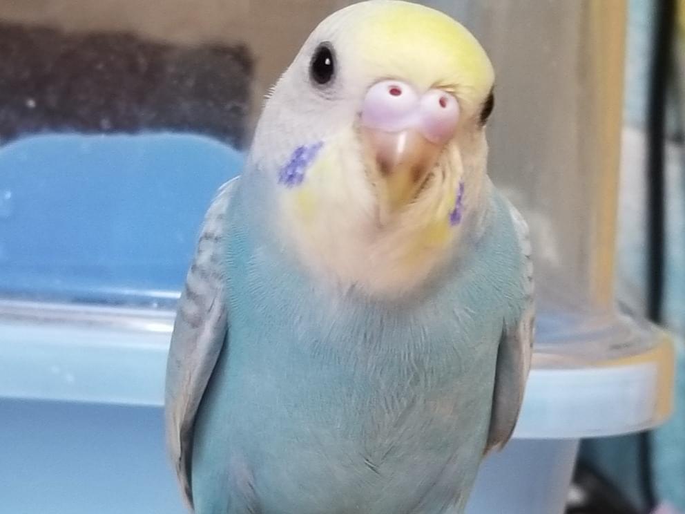 あおちゃん あおちゃん