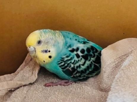保護された鳥 保護された鳥