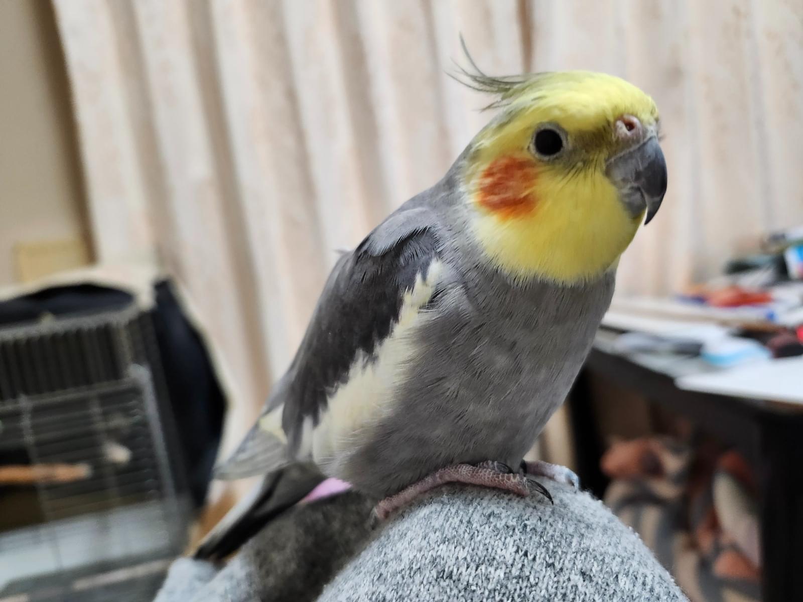 ぽけちゃん ぽけちゃん