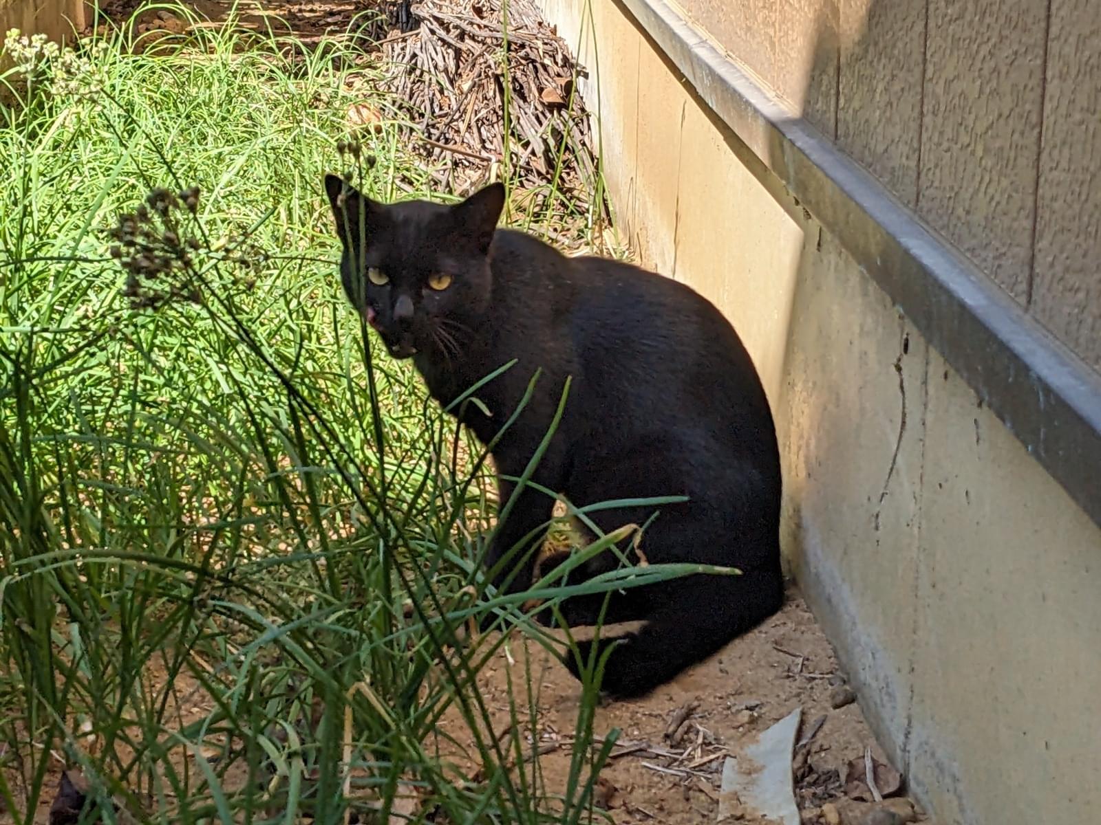 保護された猫 保護された猫