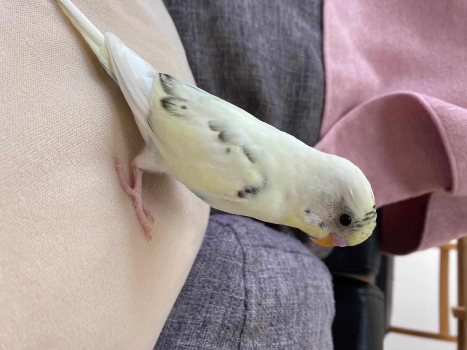 えのきちゃん えのきちゃん