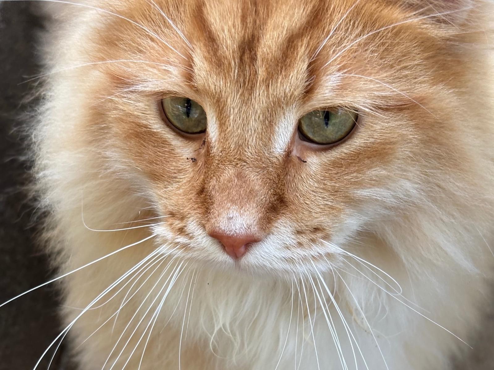 目撃された猫 目撃された猫