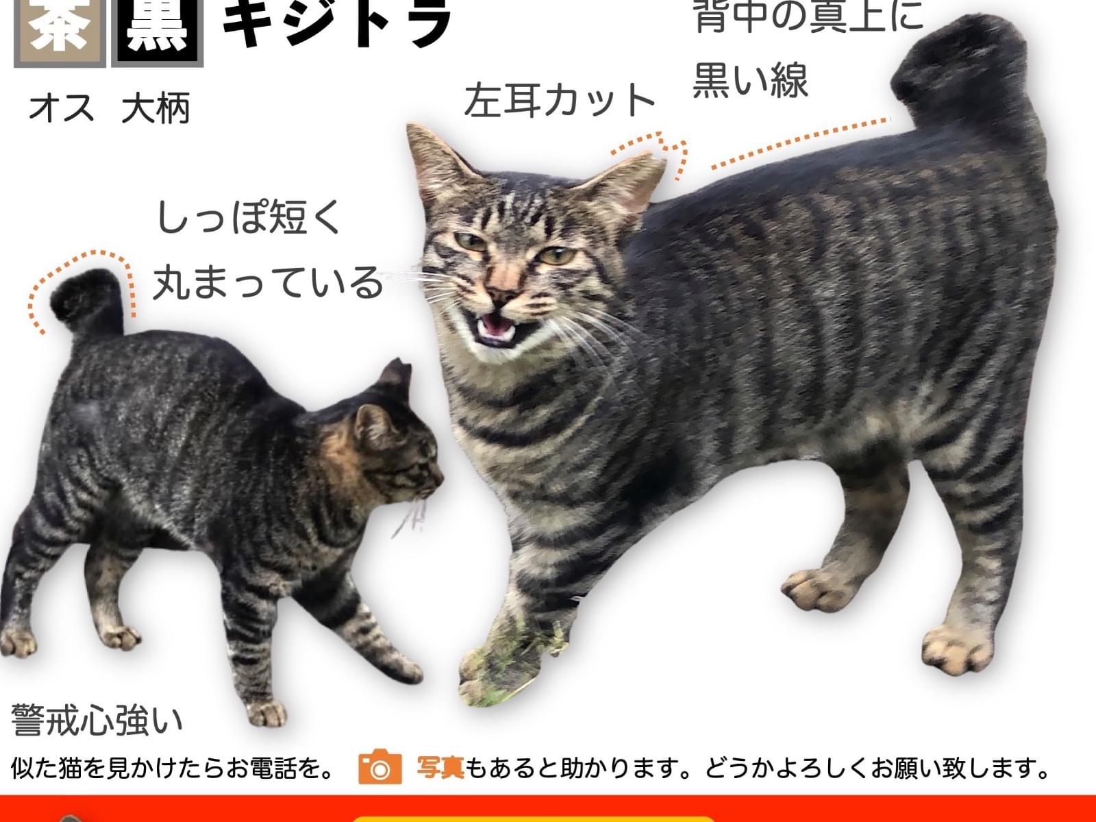 つばきちゃん つばきちゃん