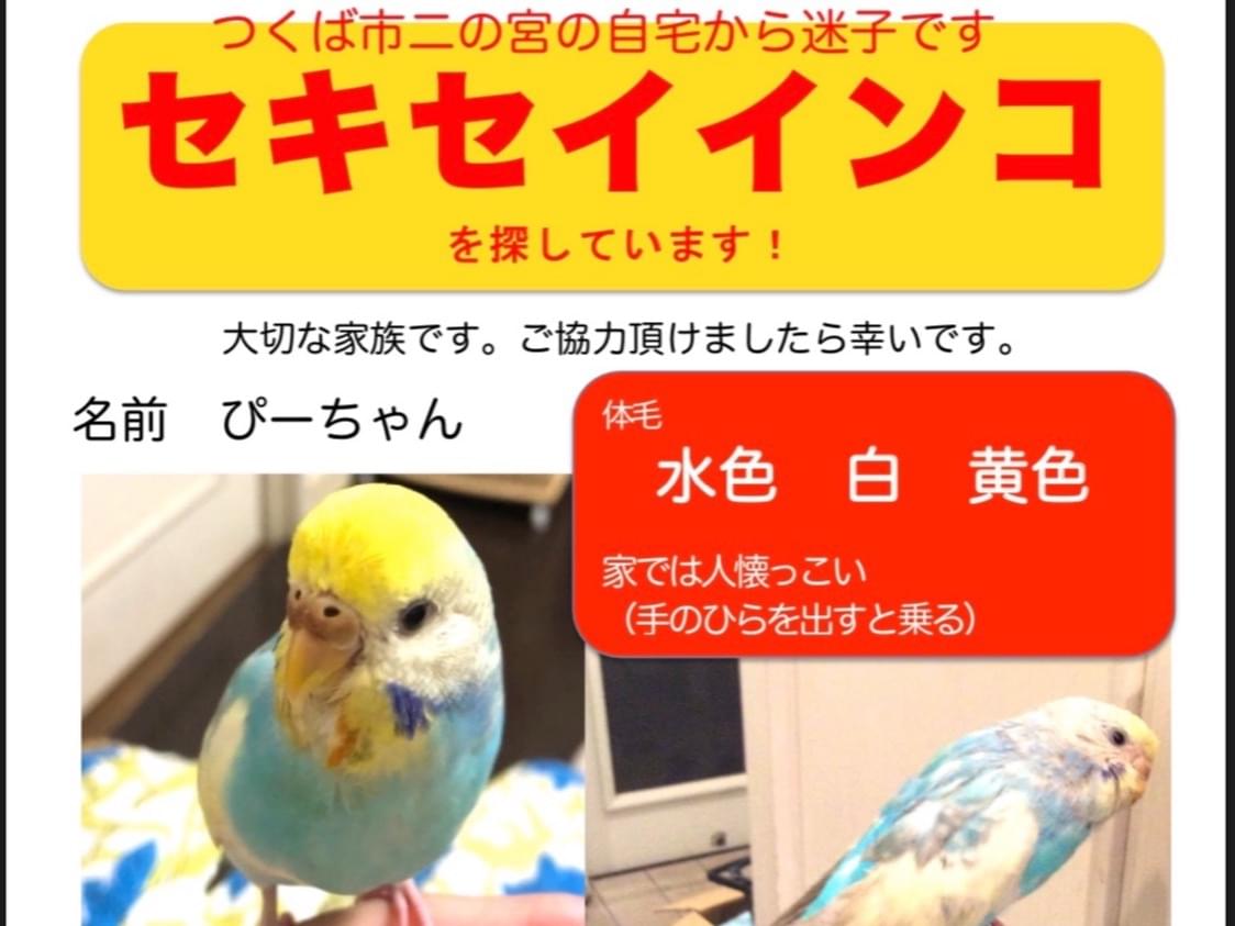 ぴーちゃん ぴーちゃん