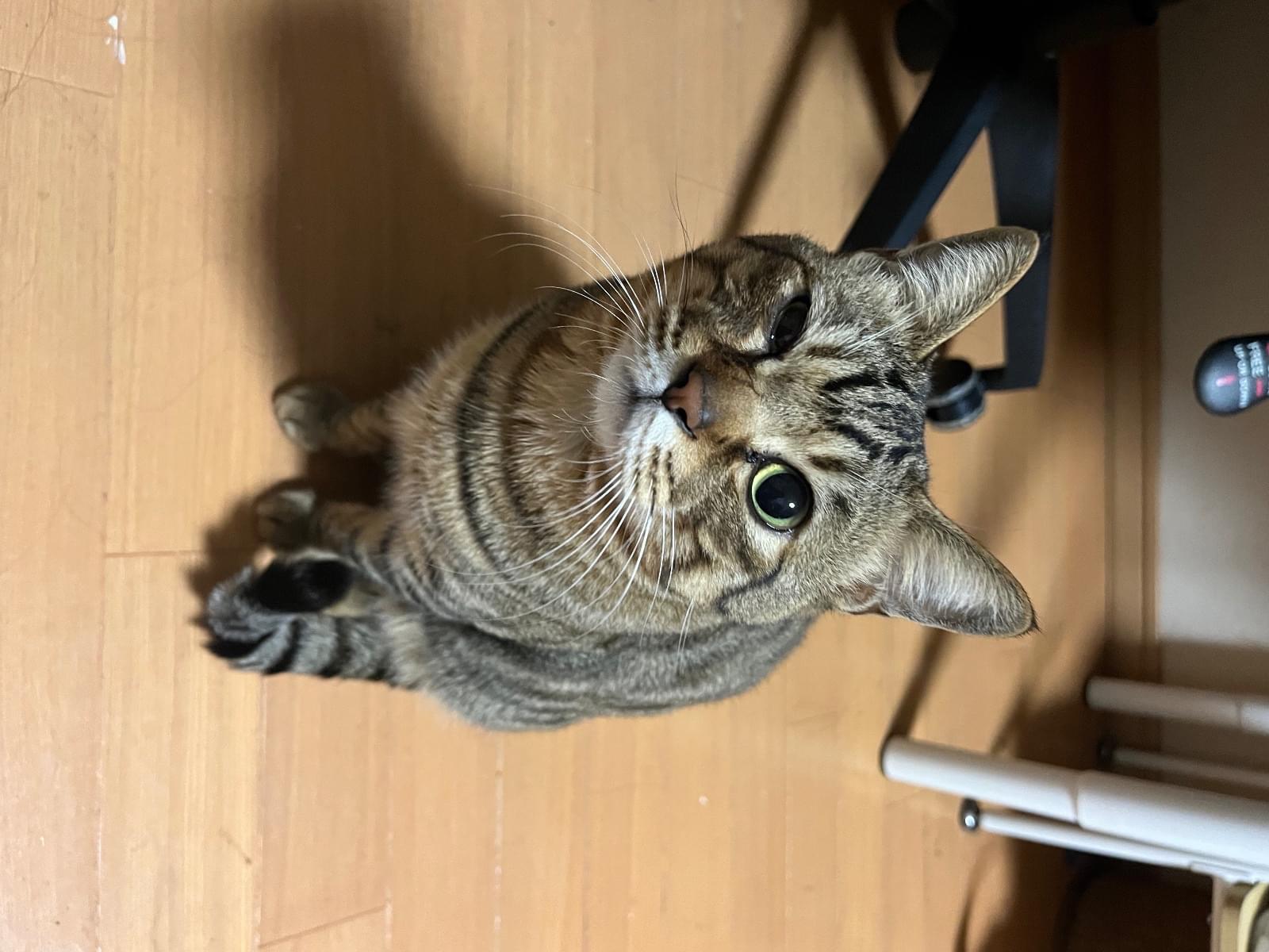 まるちゃん まるちゃん