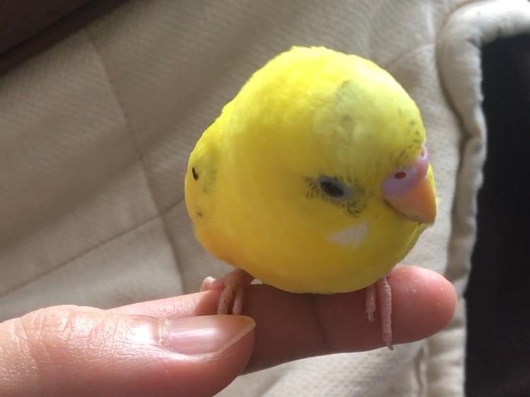 ピーちゃん ピーちゃん