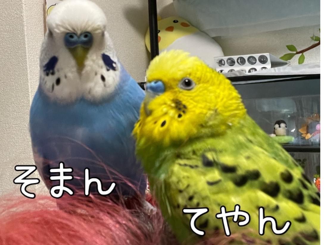 そまんちゃん そまんちゃん