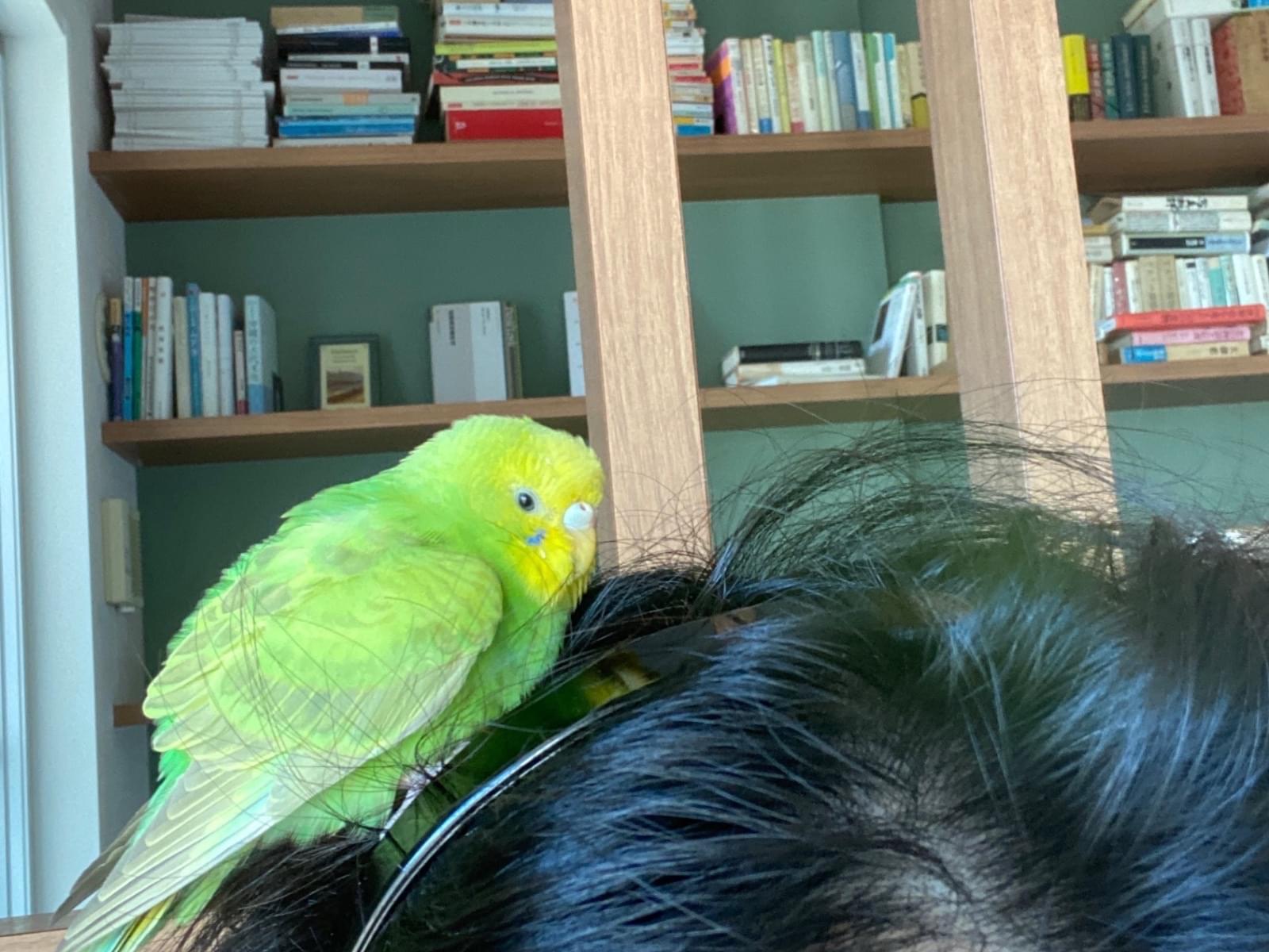 保護された鳥 保護された鳥