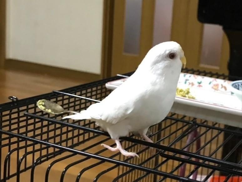 ポポちゃん ポポちゃん