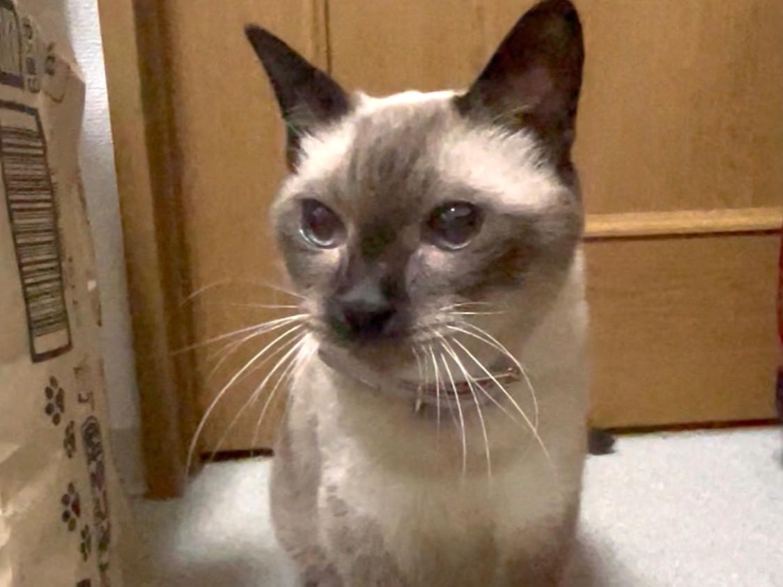 保護された猫 保護された猫