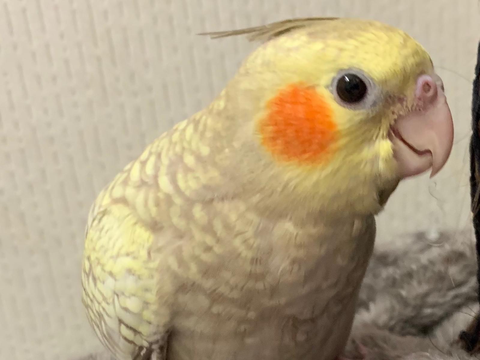 こたちゃん こたちゃん