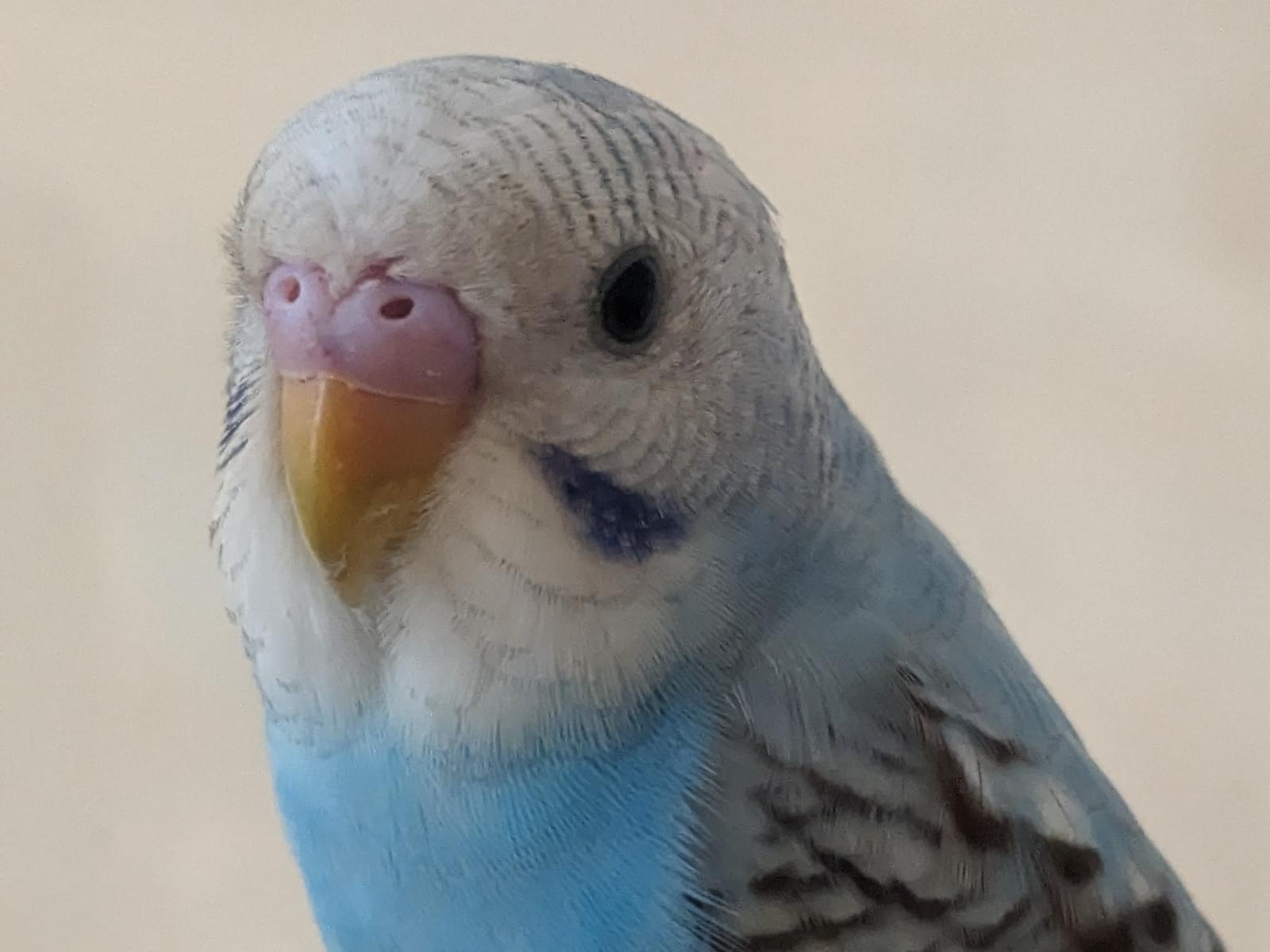 保護された鳥 保護された鳥