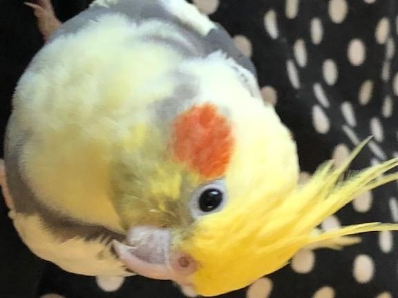 夢ちゃん 夢ちゃん