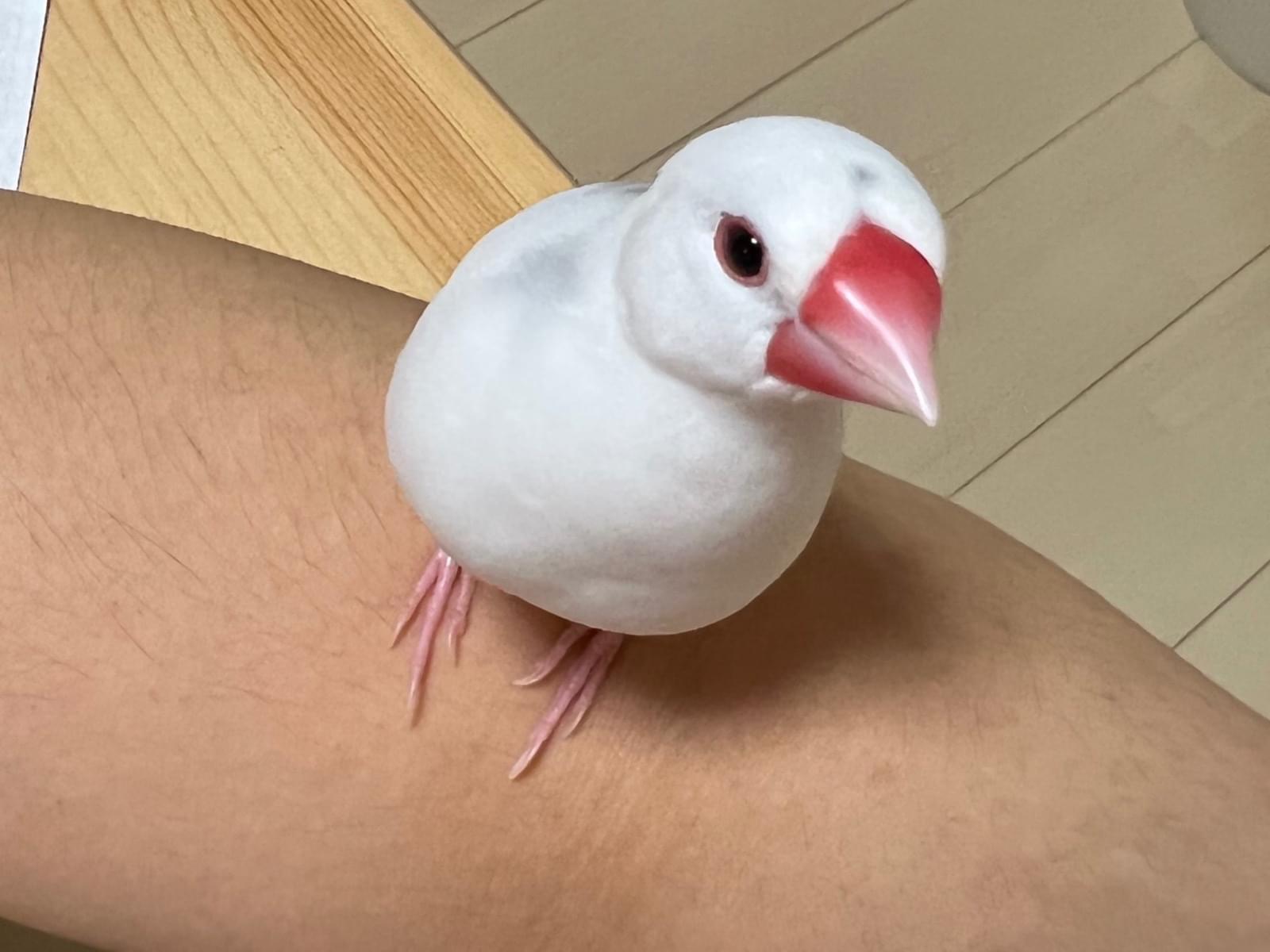 ブンちゃん ブンちゃん