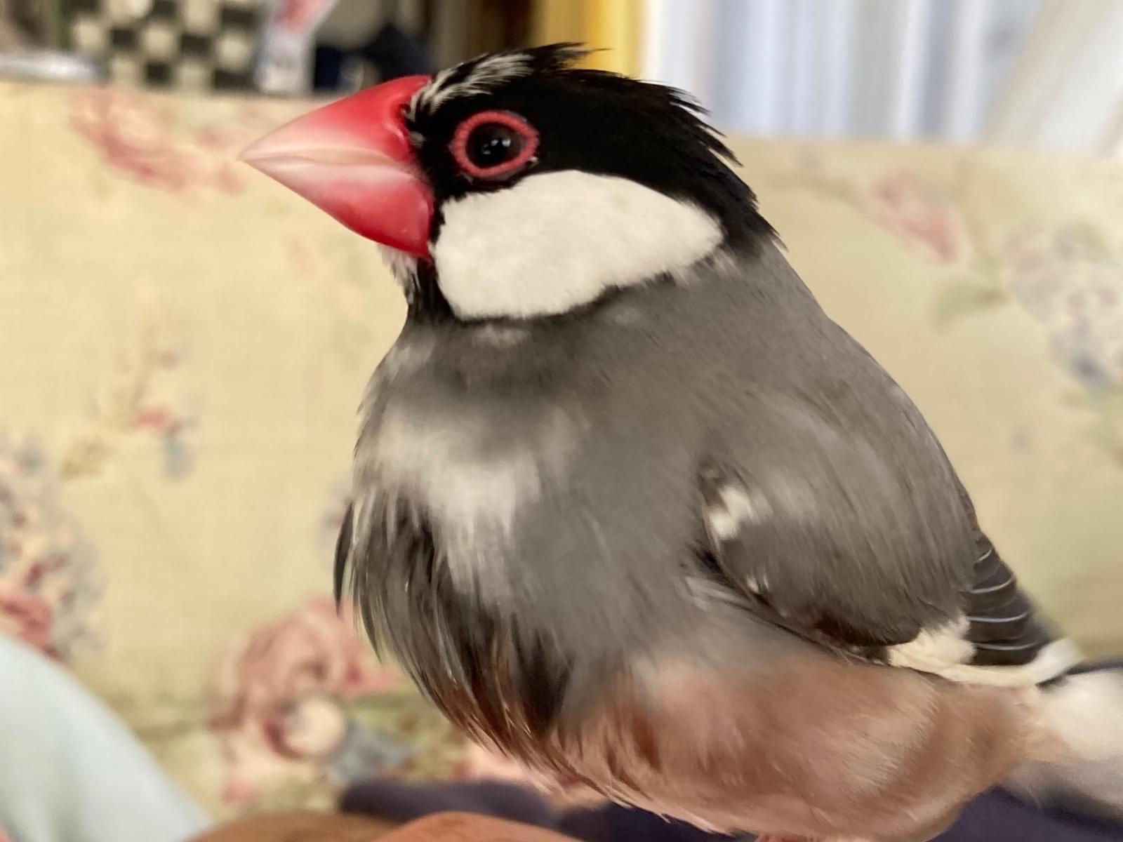 くぅちゃん くぅちゃん
