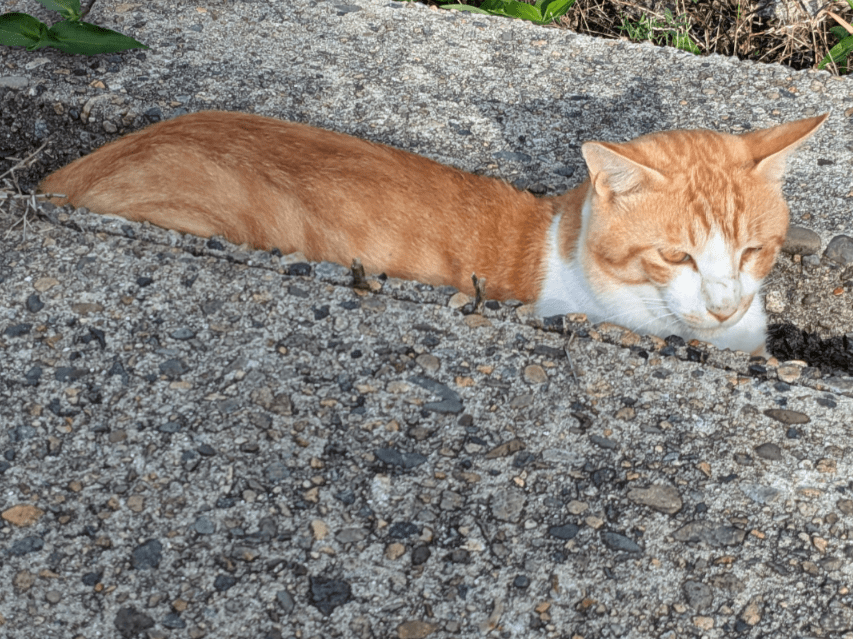 こたろうちゃん