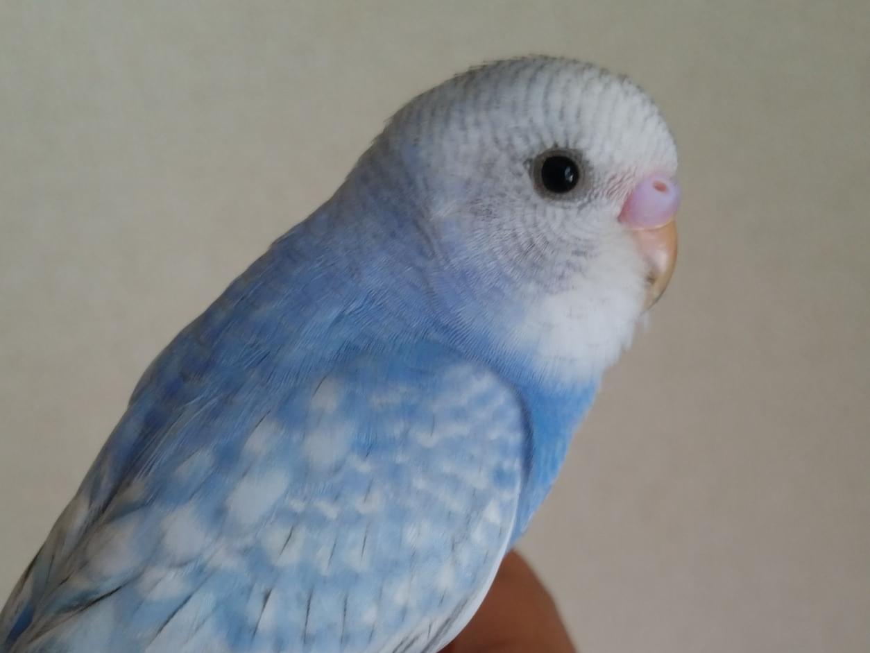 ちろたんちゃん ちろたんちゃん