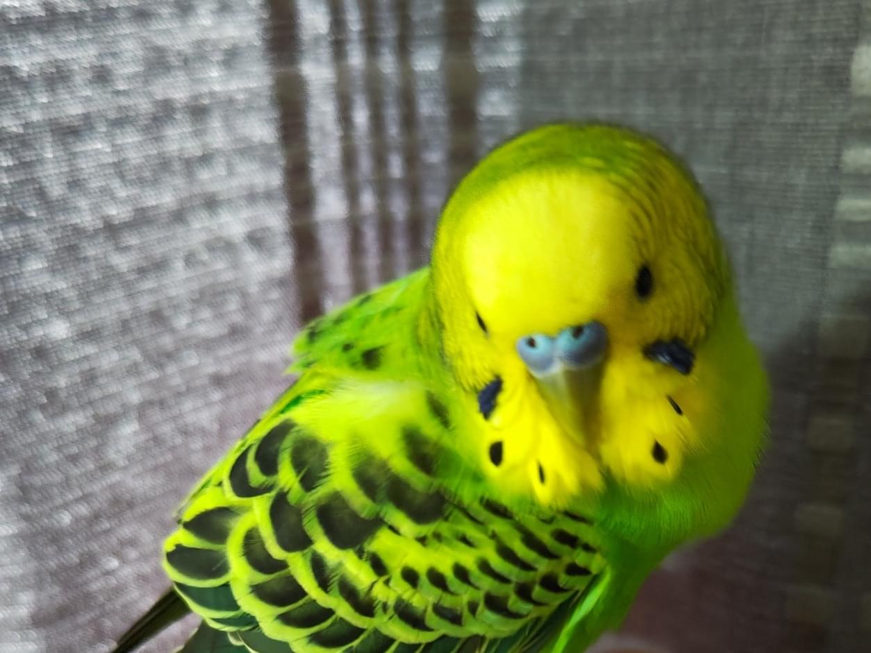 保護された鳥 保護された鳥