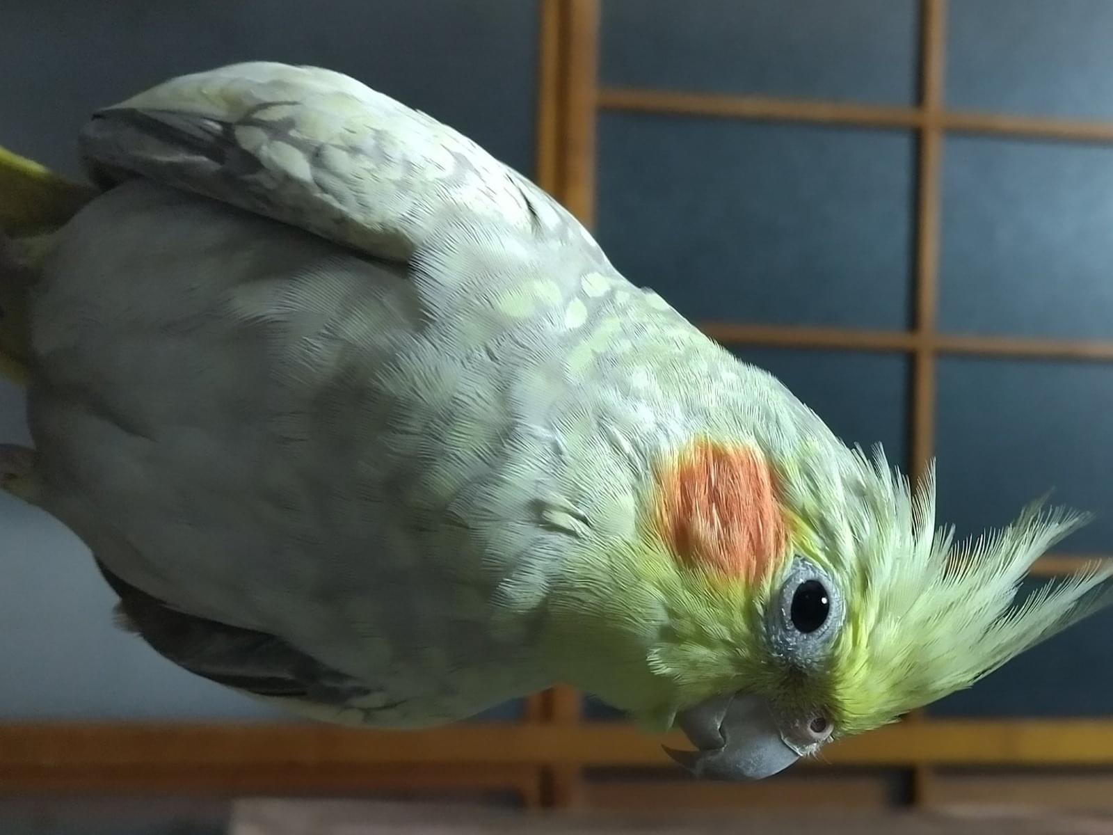 もこちゃん もこちゃん