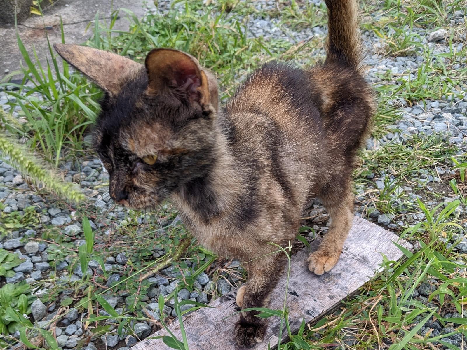 目撃された猫 目撃された猫