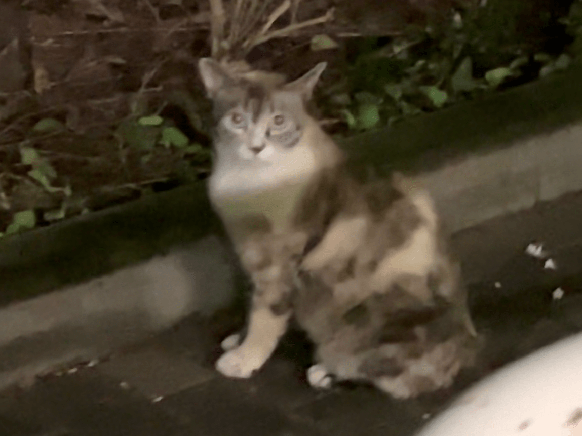 目撃された猫 目撃された猫