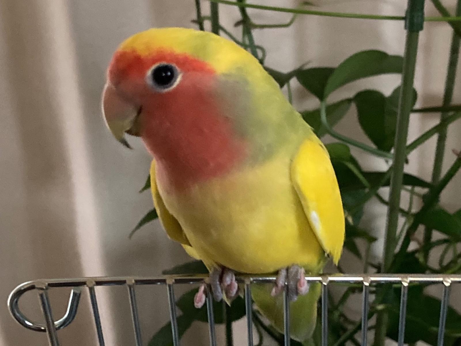 ほくとちゃん ほくとちゃん