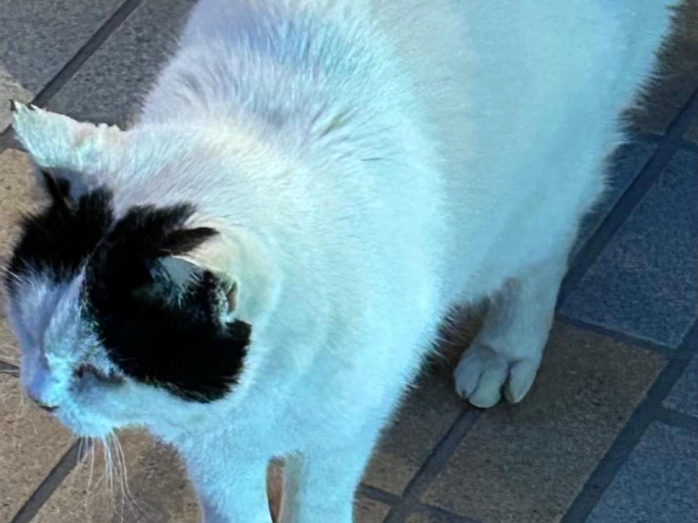 目撃された猫 目撃された猫