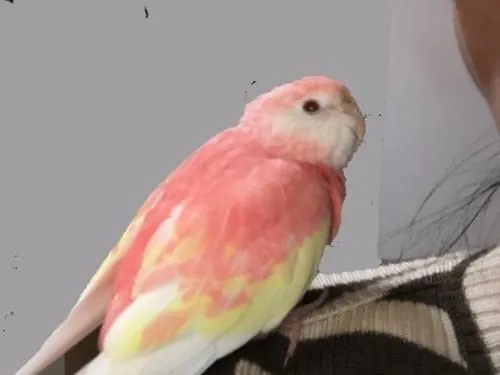 ピンク色で羽が黄色のインコ(アキクサインコ)を探しています