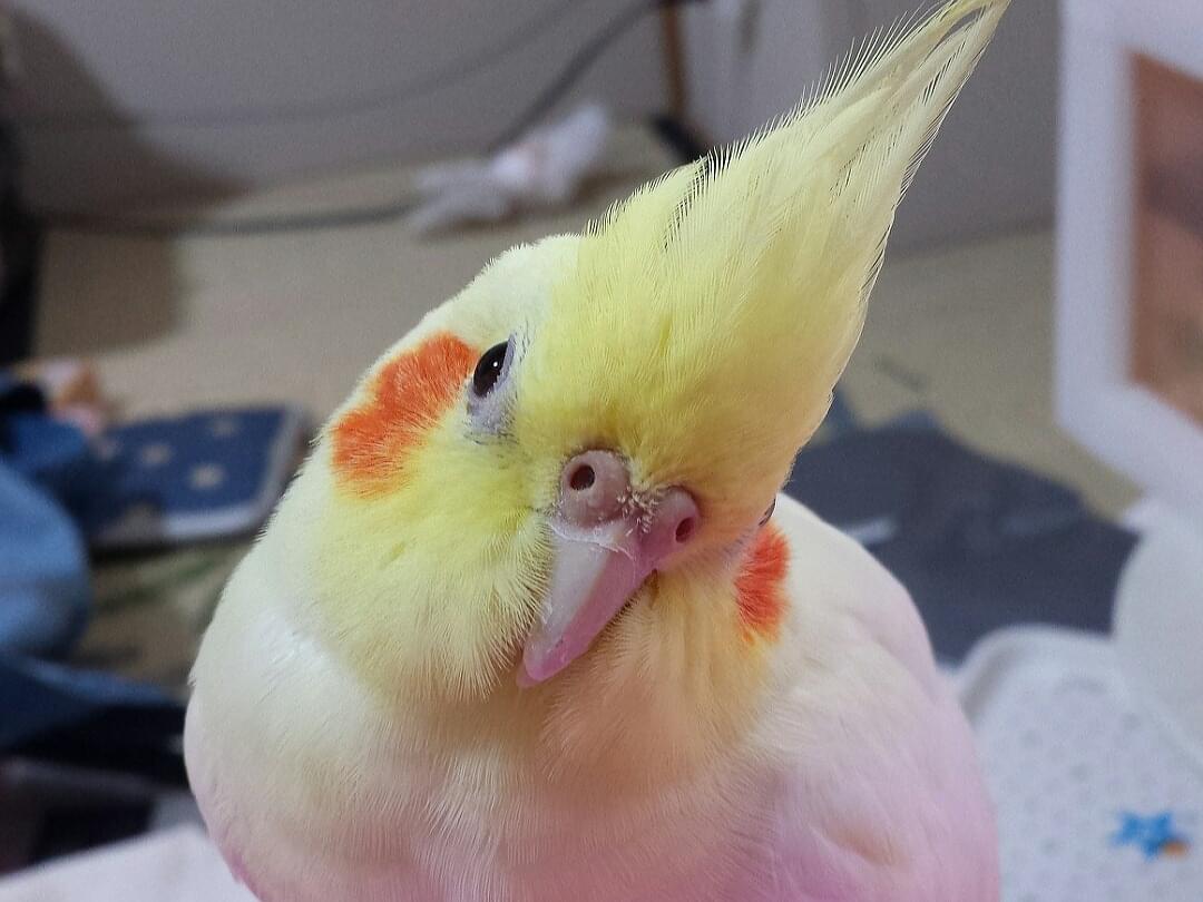 りくちゃん りくちゃん