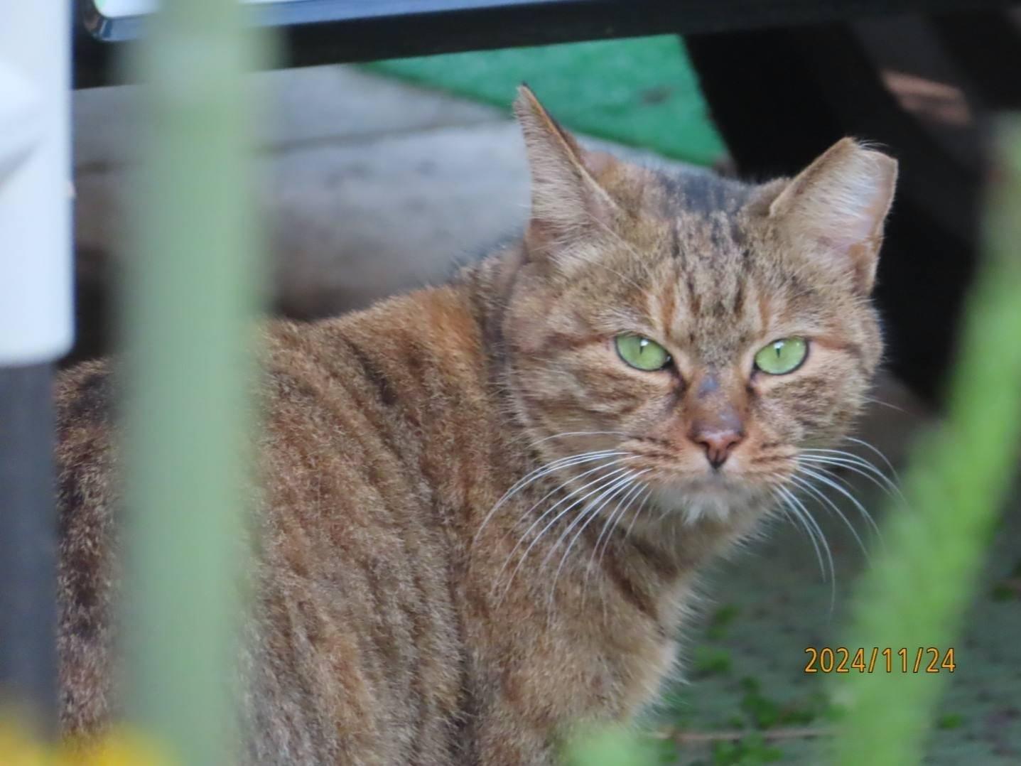 目撃された猫 目撃された猫