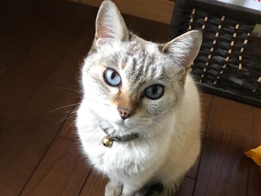アサリちゃん アサリちゃん