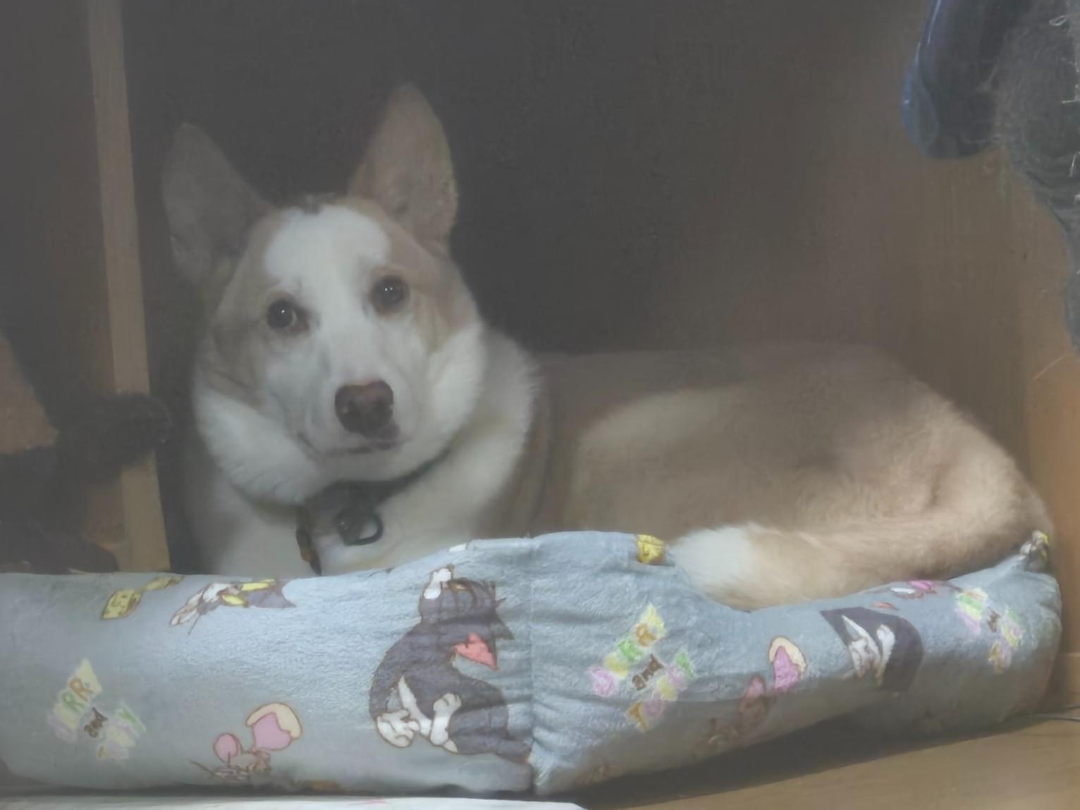 保護された犬 保護された犬