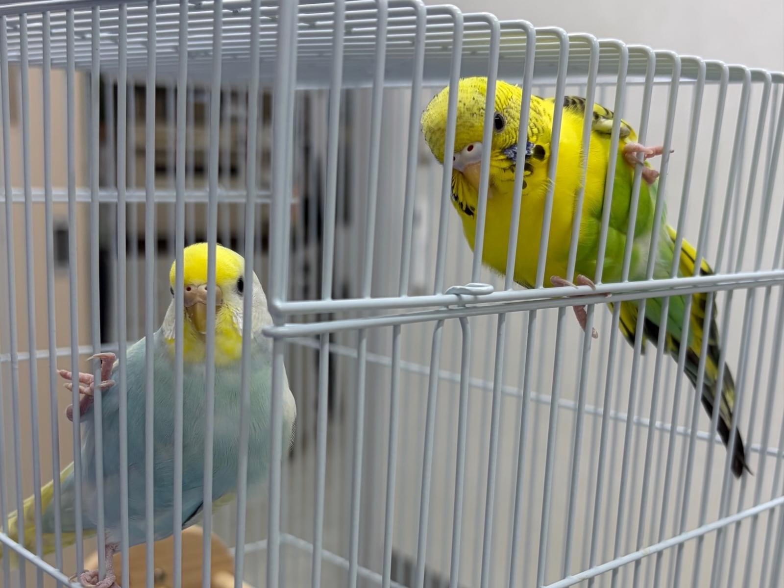 ニコ イチちゃん