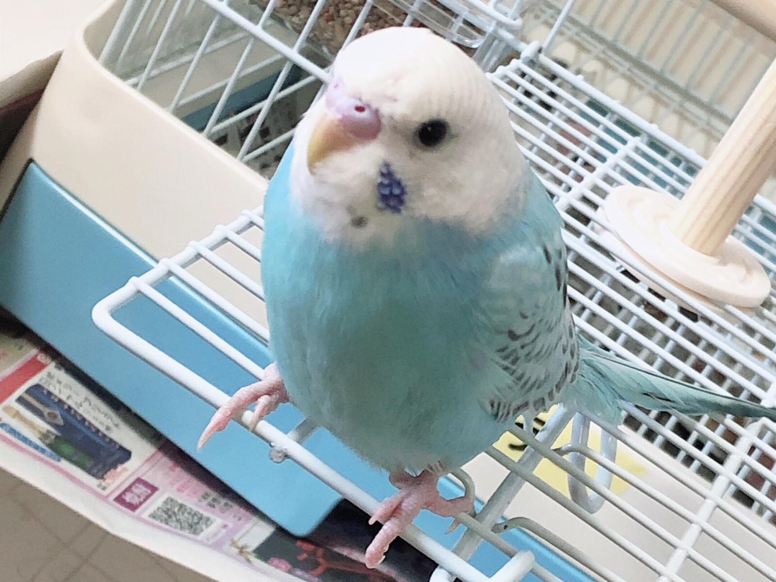 らにちゃん らにちゃん