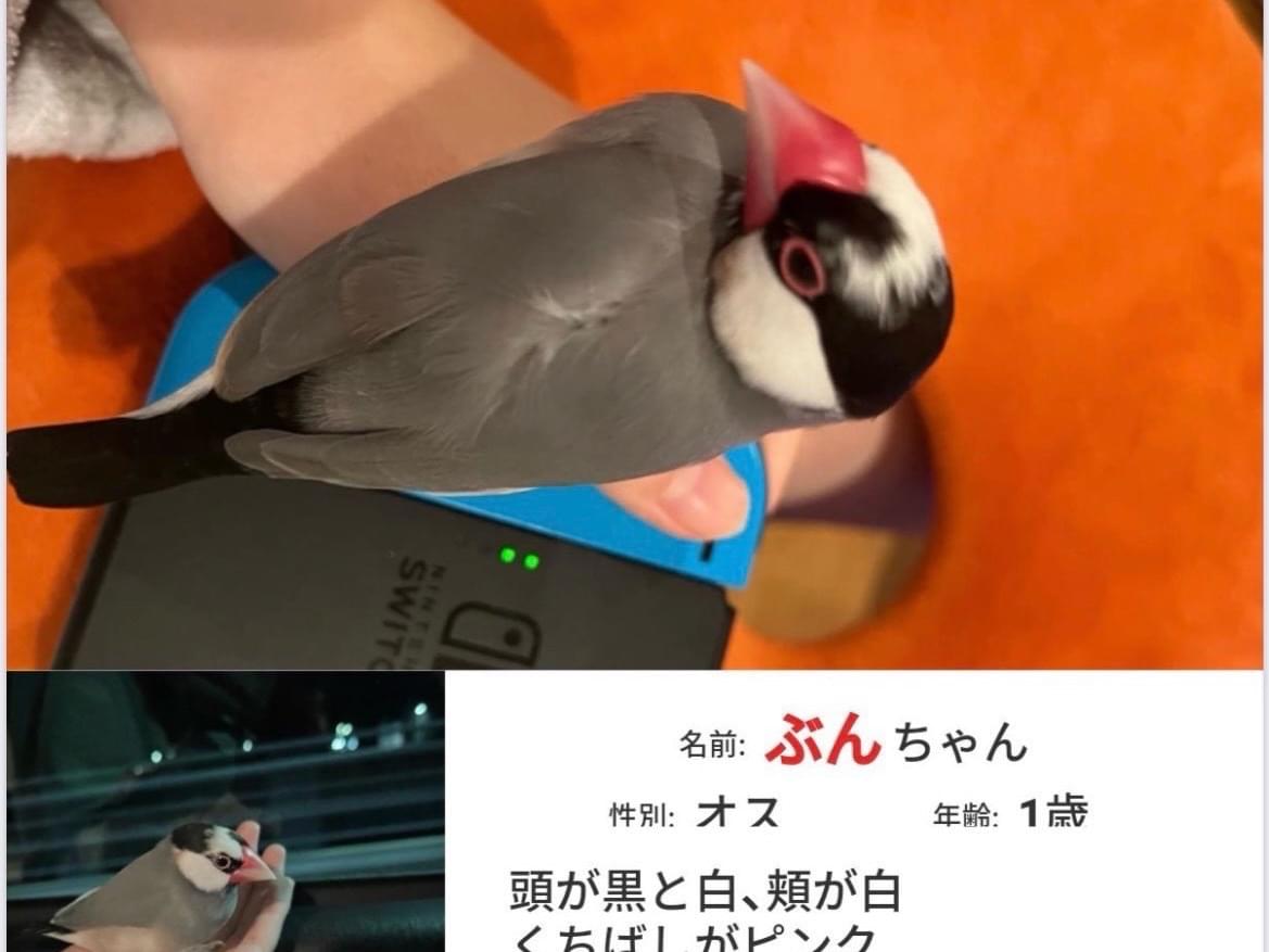 ぶんちゃん ぶんちゃん