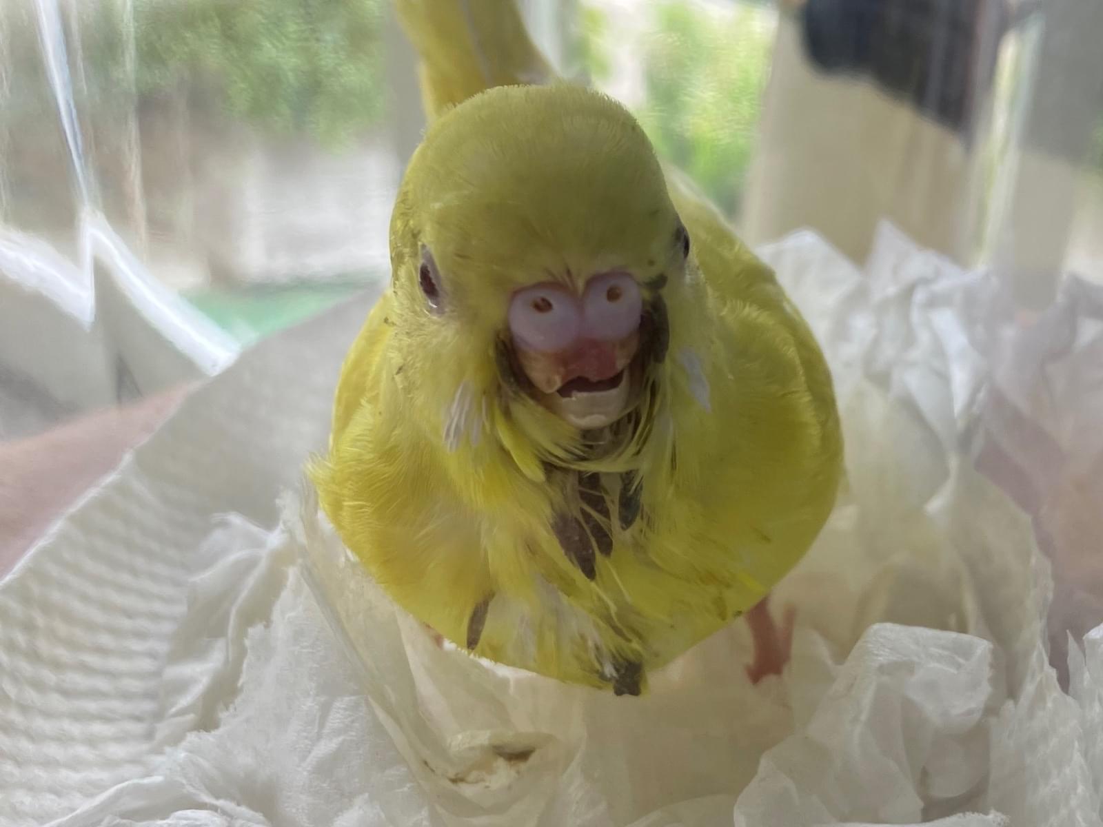 ルルちゃん ルルちゃん