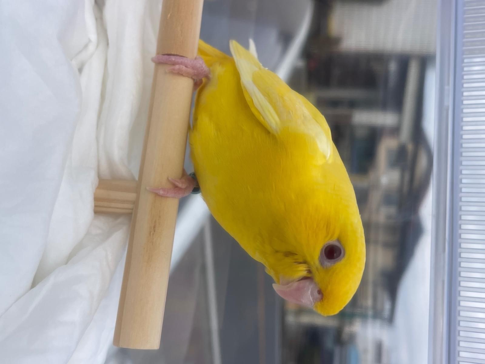 ぴのちゃん