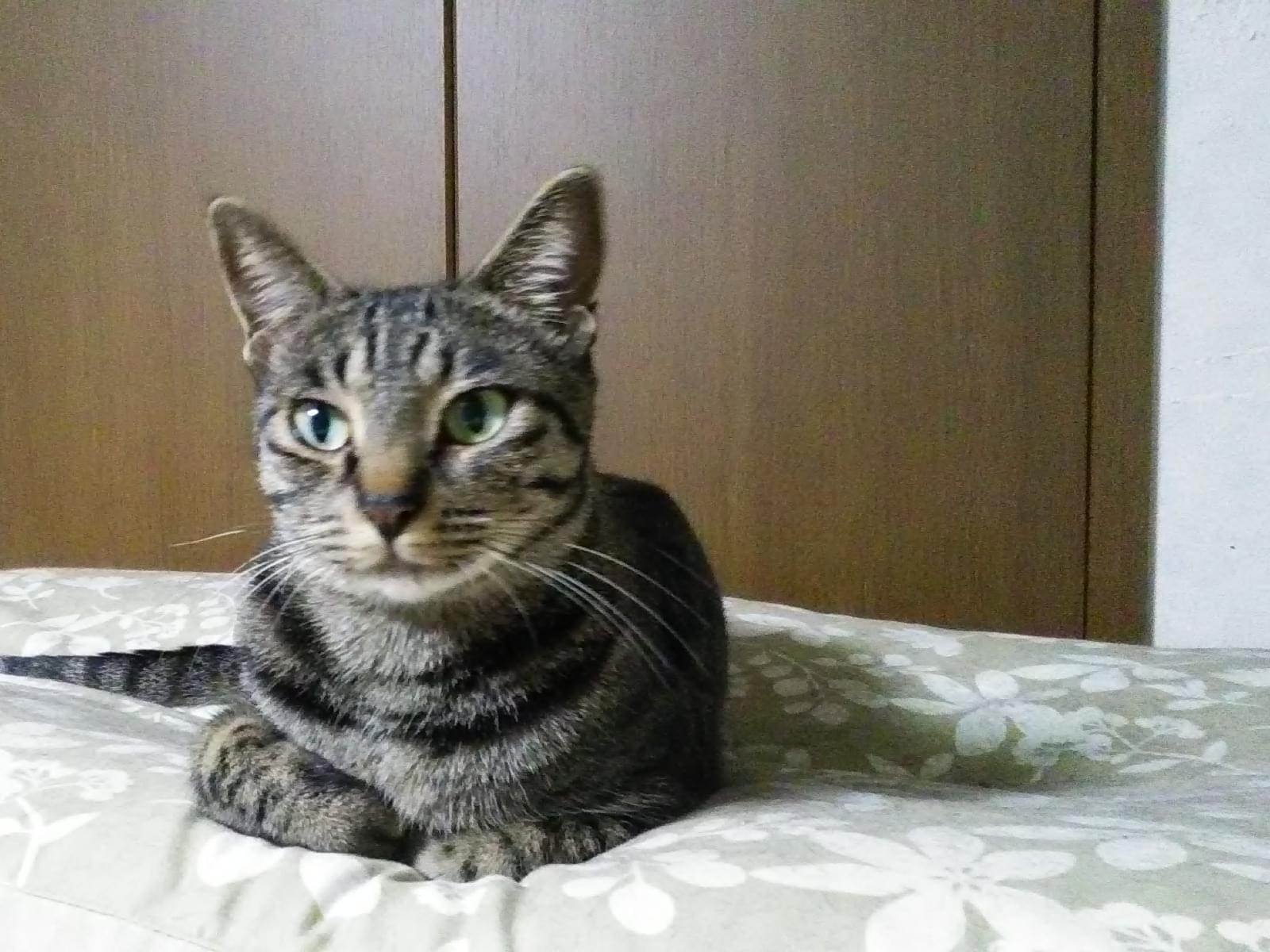 ミアちゃん ミアちゃん