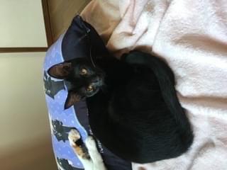 ショコラちゃん ショコラちゃん