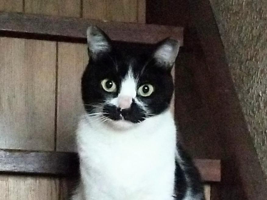 ひげちゃん ひげちゃん