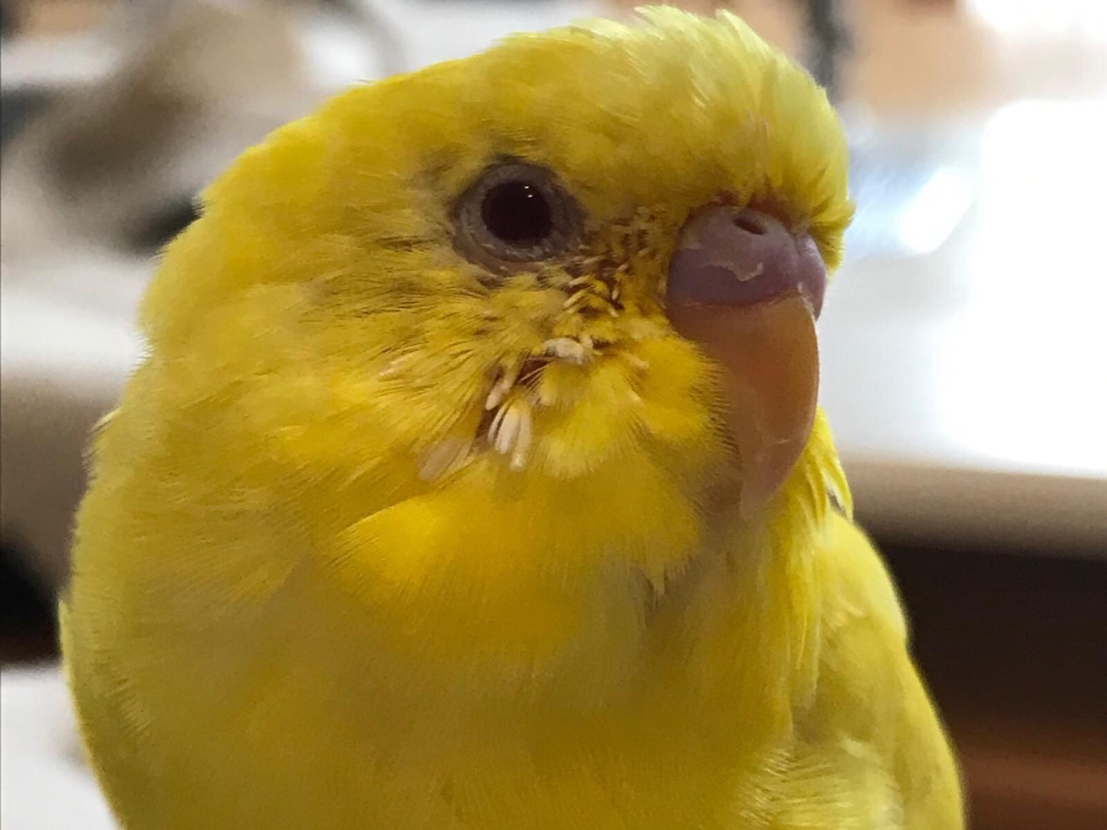 ピピちゃん ピピちゃん