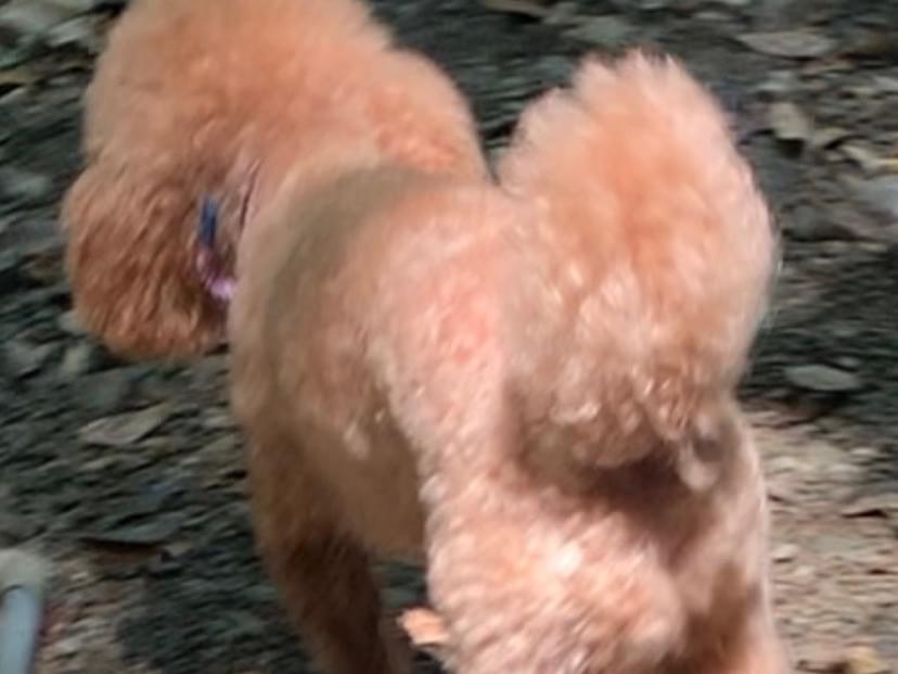 レオンちゃん レオンちゃん
