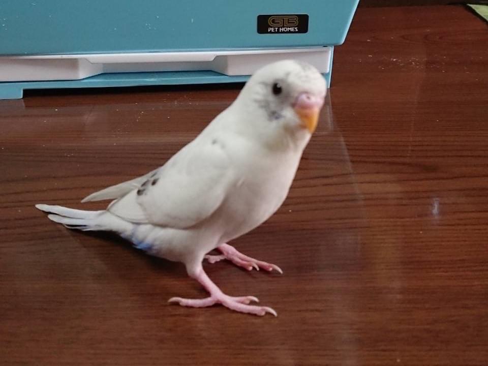 ピーちゃん ピーちゃん