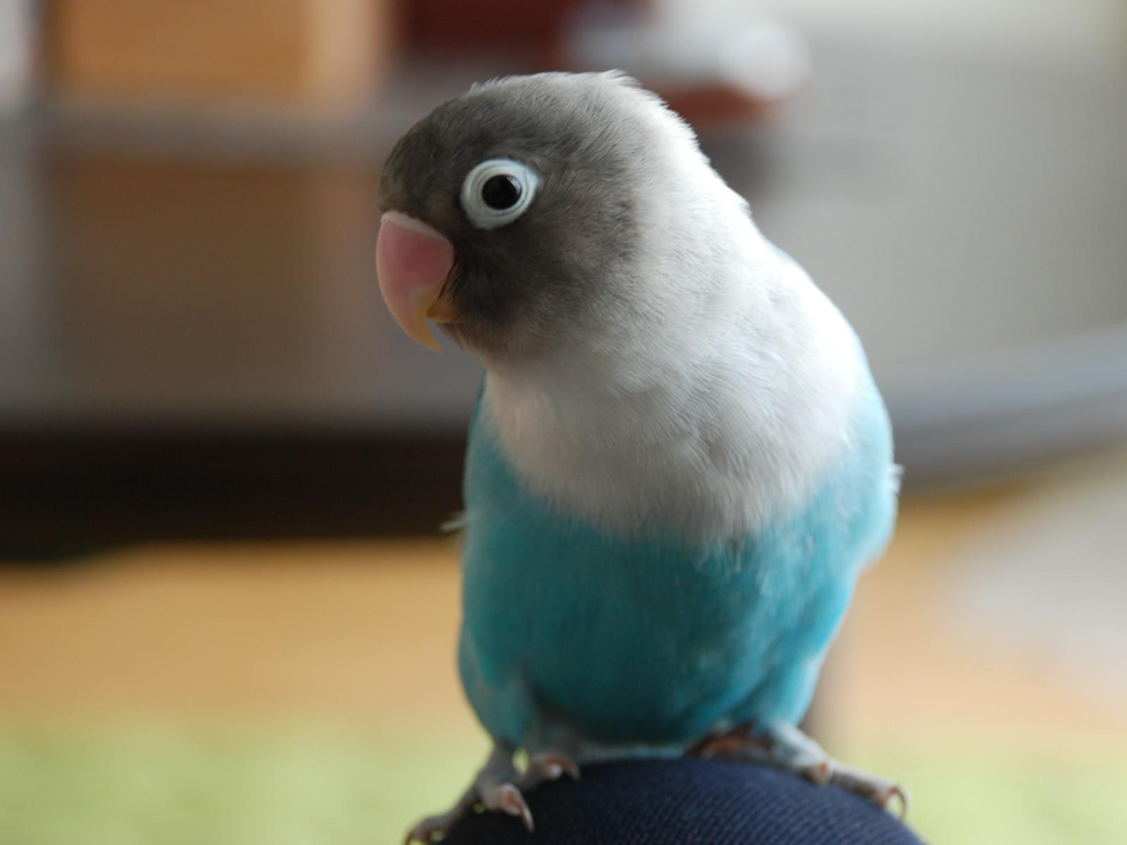 ララちゃん ララちゃん