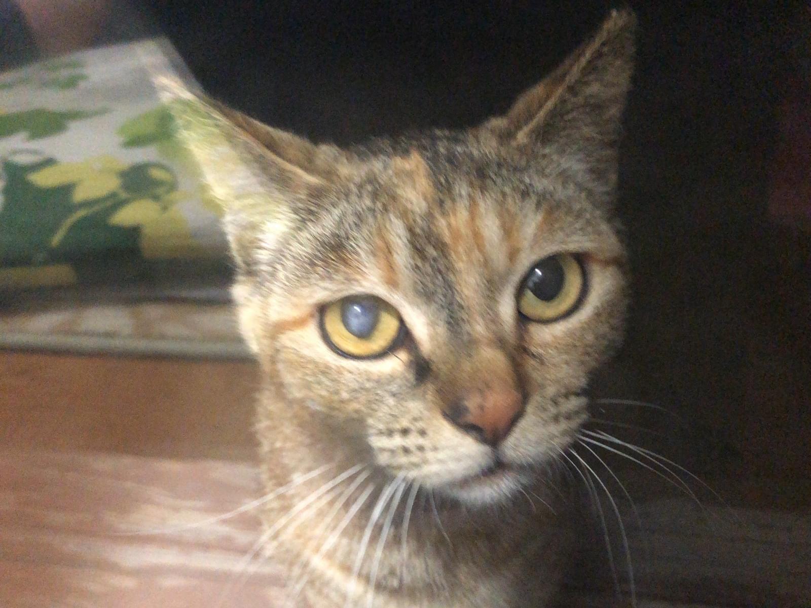 目撃された猫 目撃された猫