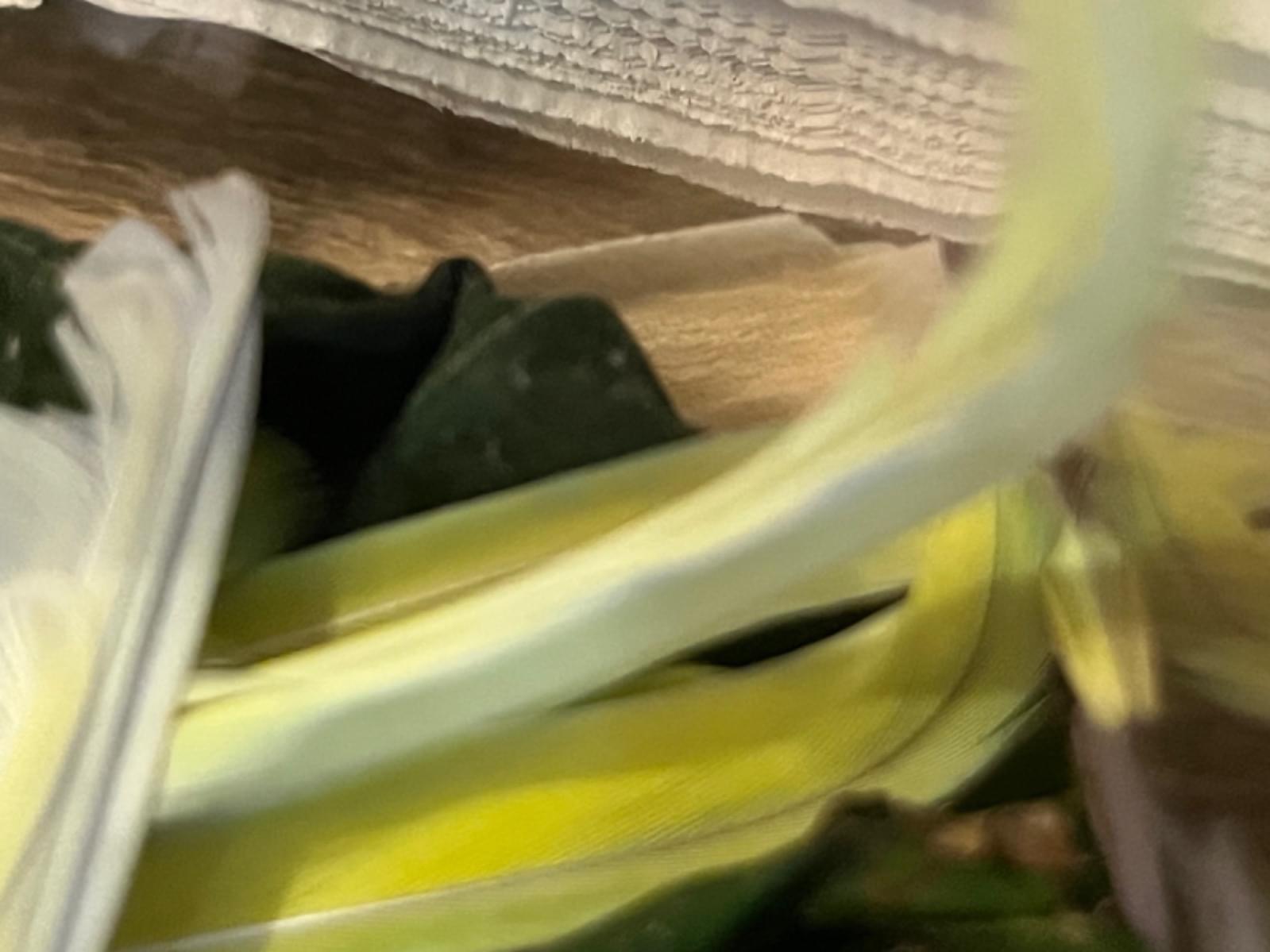 保護された鳥 保護された鳥